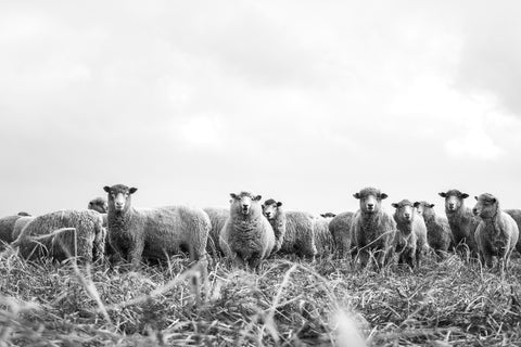 Line Dry to Preserve Wool's Integrity